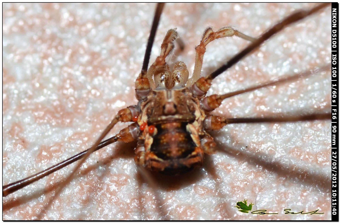 Dasylobus argentatus dal Lago di Baratz 133